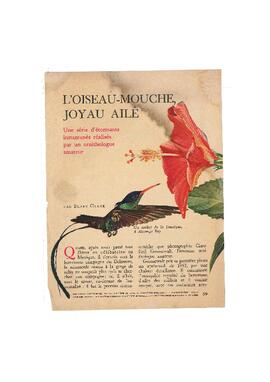 Çiçekler ve kuşlar